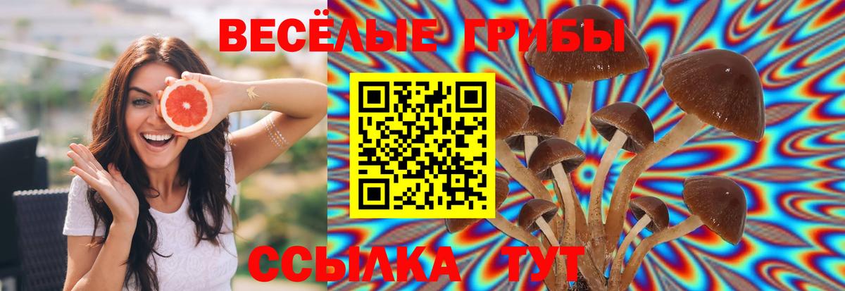 Алушта  Галлюциногенные грибы Magic Shrooms  наркота  Псилоцибиновые грибы GOLDEN TEACHER  Вход с VPN 